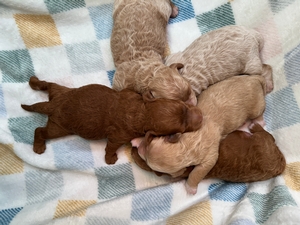 Bichon Poodle puppies for Sale DOB 3-14-2025